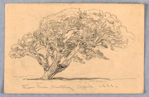 Studies. Trees, Santa Barbara, California, 1888 by Samuel Colman