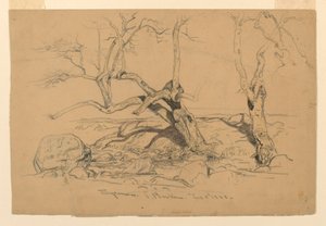 Studies. Trees, Santa Barbara, California, February 3, 1888 by Samuel Colman