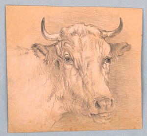 Head of a Cow