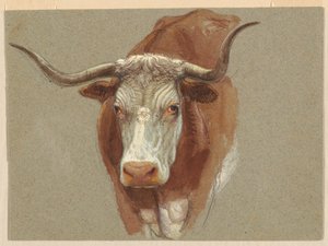 Head of a Cow or Ox by Samuel Colman