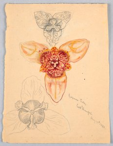 Japanese Lily, East Hampton