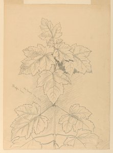 Maple Leaves, Mt. Desert by Samuel Colman