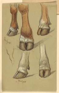 Studies After Cattle