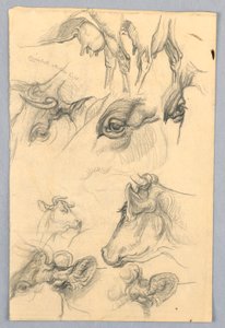 Studies of Cows by Samuel Colman