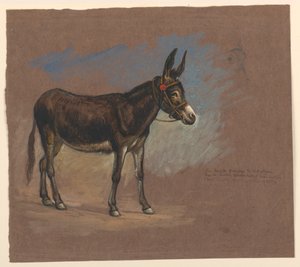 Study of a Mule