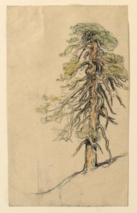Study of a Tree on a Hillside