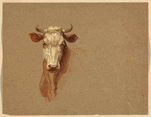 Two Studies of Cattle