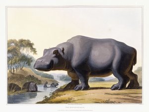 The Hippopotamus, 1804