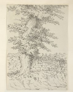 An Elm Tree at Bedminster