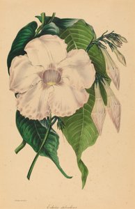 Echites splendens by Samuel Holden