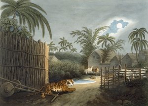 A tiger prowling through a village, from 