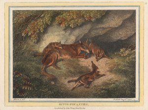 Bitch Fox and Cubs