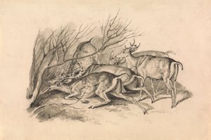 Deer Before a Thicket by Samuel Howitt