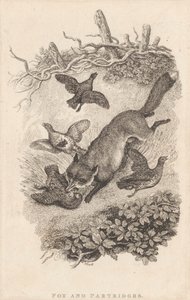 Fox and Partridges