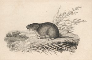 Muskrat by Samuel Howitt