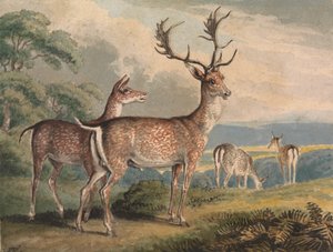 Stag, Doe and Fawns by Samuel Howitt