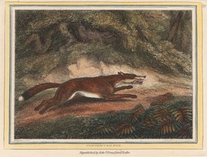The Hunted Fox by Samuel Howitt