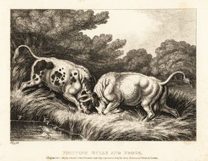 Two Bulls Locking Horns Near a Pond Full of Frogs by Samuel Howitt