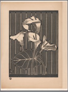 Calla Lilies