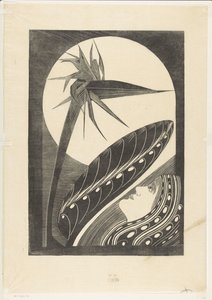 Withered Strelitzia
