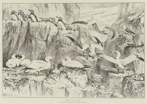 Birds on the Bass Rock, in the Natural History Museum, South Kensington