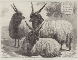 Hungarian Mountain Sheep at the Smithfield Show