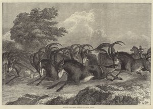 Hunting the Sable Antelope in South Africa by Samuel John Carter