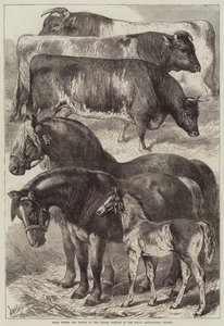 Prize Horses and Cattle at the Oxford Meeting of the Royal Agricultural Society by Samuel John Carter