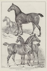 Prize Horses at the Agricultural Hall, Islington