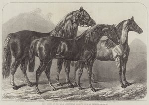 Prize Horses at the Royal Agricultural Society