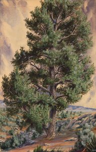 Pine Tree by Sandow