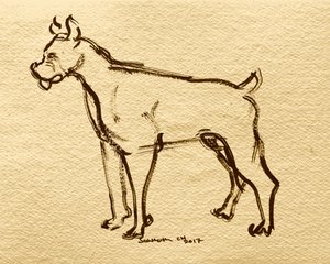 Boxer Dog Sketch