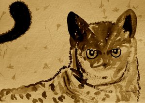 Wild Cat Gaze by Santhosh ch