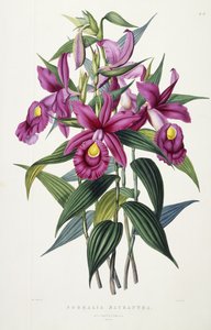 Sobralia Macrantha, c.1837-43 by Miss Drake
