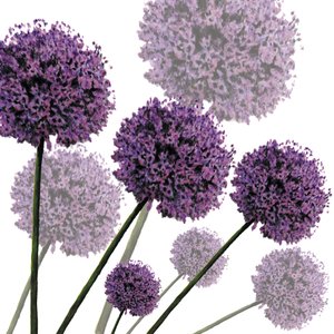 Allium Fernandez, 2004 by Sarah Hough