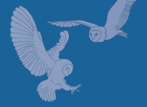 Barn Owls, 2017