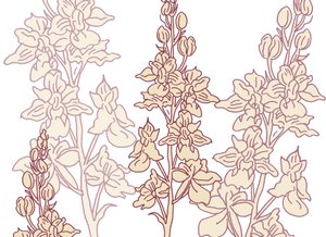 Orchid, 2017 by Sarah Hough