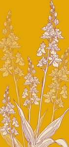 Spider Orchid, 2017 by Sarah Hough