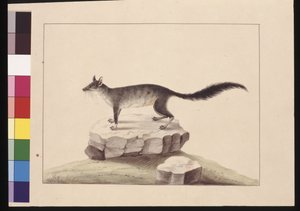 Tapoa Tafa: Now known as a Brush-tailed Phascogale by Sarah Stone