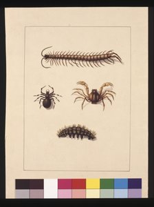 Insects of New South Wales. Now known as Common centipede, Spider genus Isopeda, Soldier Crab, Caterpillar