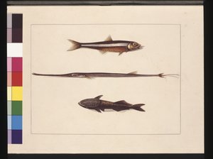 Atherine, Tabacco, Pipe Fish, Remora Fish: Now known as Anchovy, Flute Mouth and Sucking Fish