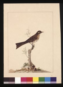 Yellowed-eared Flycatcher: Now known as a Yellow-faced Honeyeater
