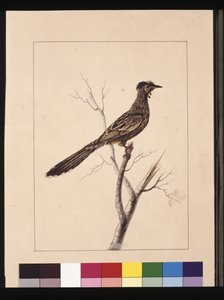 Wattled Bee Eater, now known as a Red Wattlebird by Sarah Stone