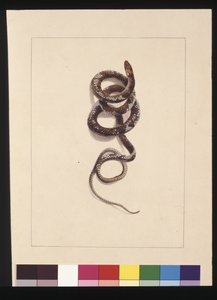Snake No.1. Now Known as a Brown Snake