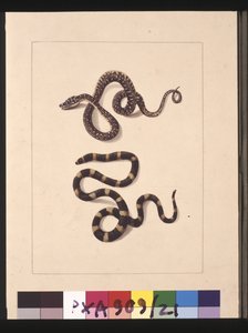 Snakes No. 1 & No.2. Now known as a Young diamond snake & a Bandy bandy