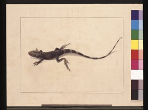 Muricated Lizard. Now known as a Tree Dragon