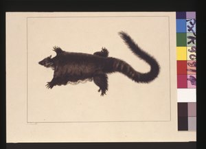 Page 4. Hepoona Roo: Signed l.l. outside frame line S. Smith. Now known as a Greater glider possum, c.1789-90