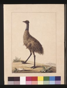 Page 7. New Holland Cassowary. Now known as an Emu, c.1789-90