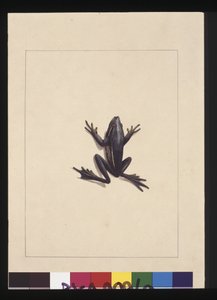 Page 9. Blue Frog. Now known as a Green Tree frog, c.1789-90