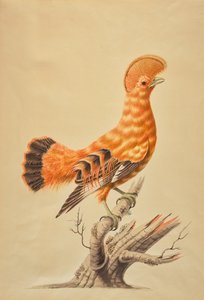 Guianan Cock-of-the-rock by Sarah Stone